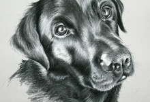 Dog Portrait 1