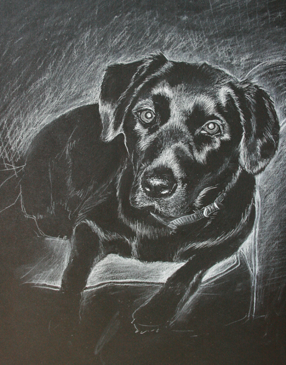 Dog Portrait 3