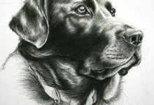 Dog Portrait 4