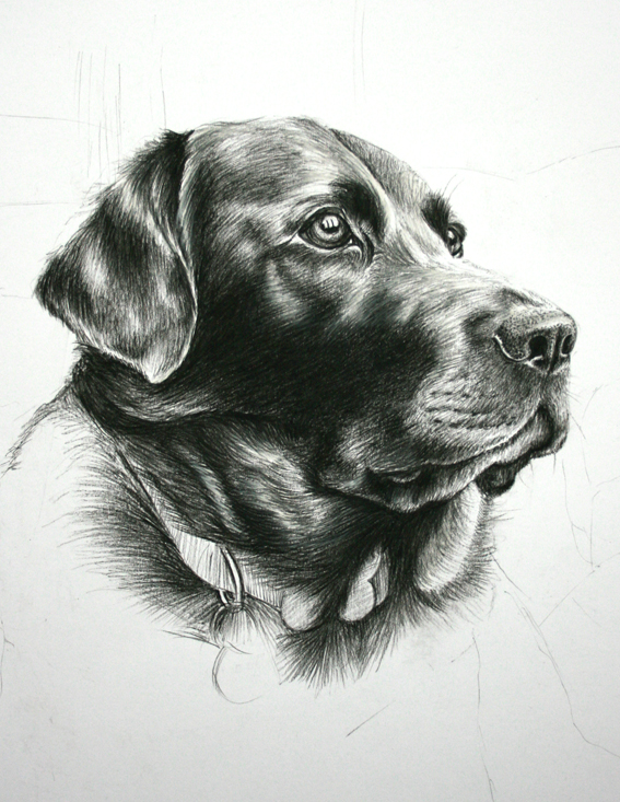 Dog Portrait 4