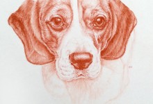 dog portrait 5