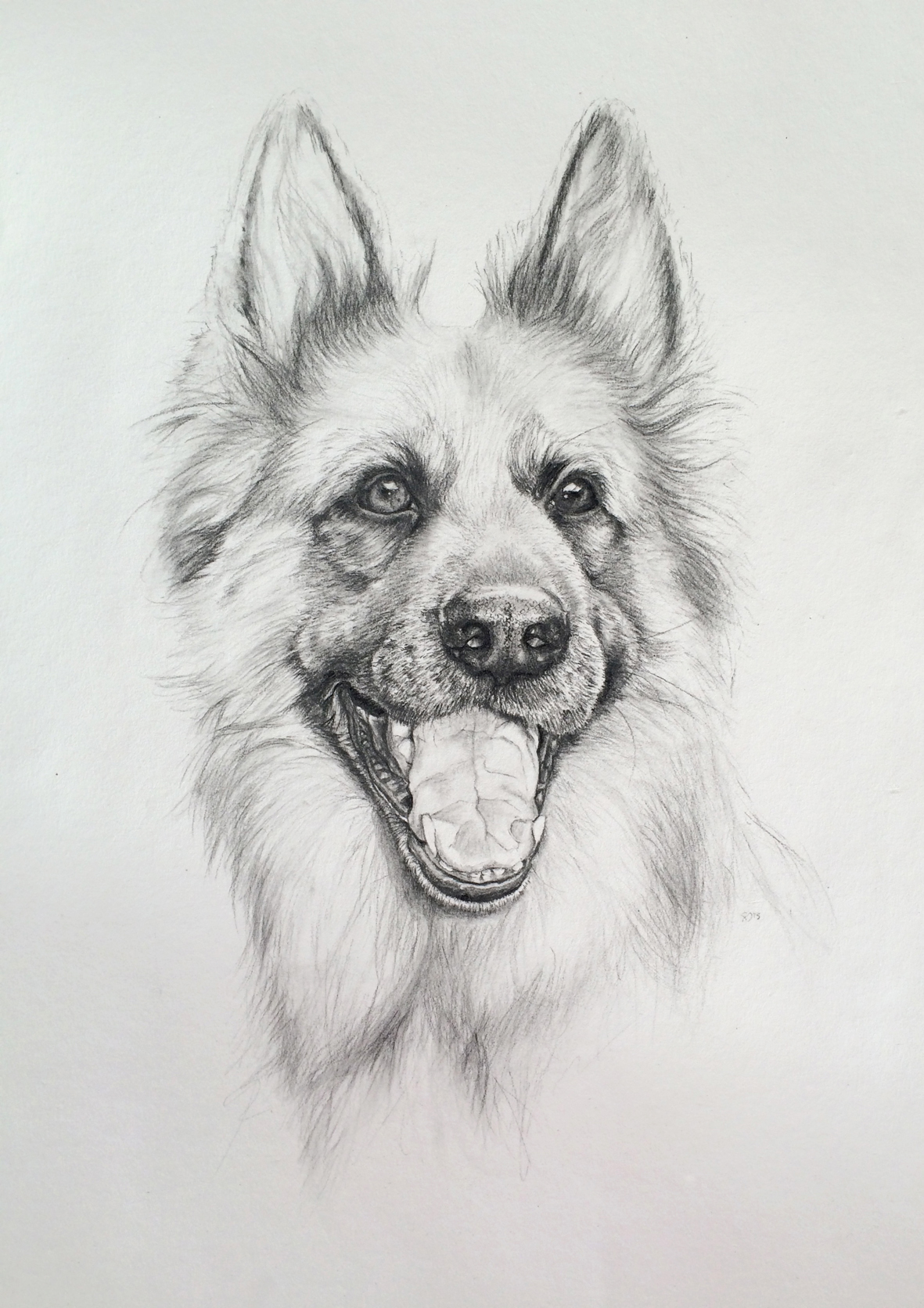 dog portrait 7